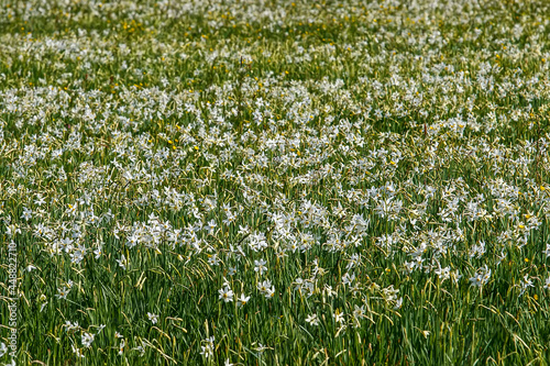 Beautiful flowering meadow with white wild growing narcissus or daffodil flowers in Daffodil Valley Biosphere Reserve
