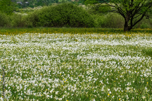 Fototapeta Naklejka Na Ścianę i Meble -  Beautiful flowering meadow with white wild growing narcissus or daffodil flowers in Daffodil Valley Biosphere Reserve