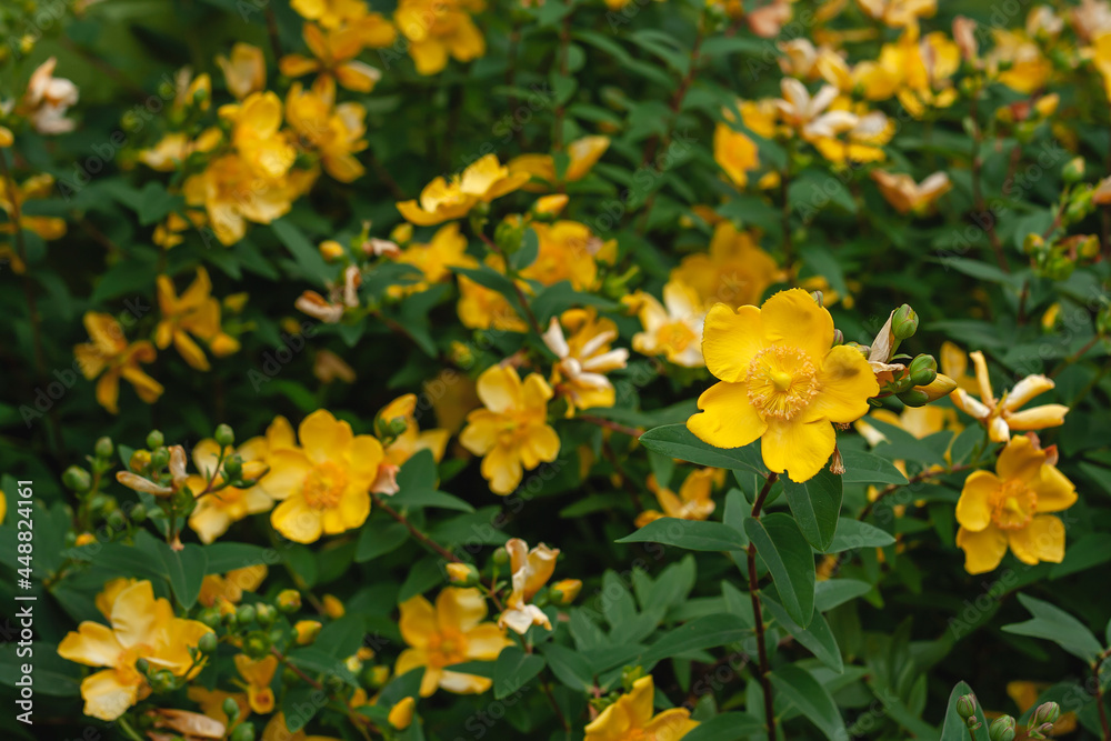 Hypericum Hidcote yellow flowers Hypericum Hidcote yellow flowers