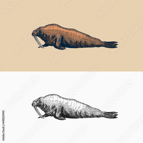 Vintage Walrus. Marine creatures, nautical animal. Fur seal or pinnipeds. Retro signs. Doodle style. Hand drawn engraved sketch