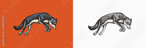  Gray wolf. A predatory beast. Wild forest animal jumping. Vector Engraved hand drawn Vintage old sketch for stamp, t-shirt or typography or badge.