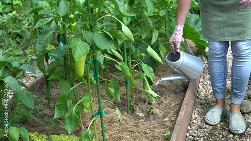 Watering garden plants. Woman gardener watering plants in the garden bed. Green plants need care. Columnar apple tree. Small garden maintenance. High quality 4k footage