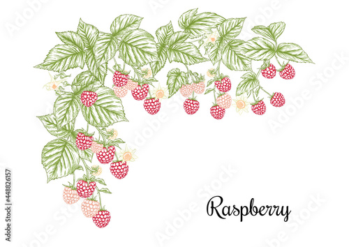 Raspberry. Ripe berries on branch. Clip art, set of elements for design Graphic drawing, engraving style. Vector illustration..