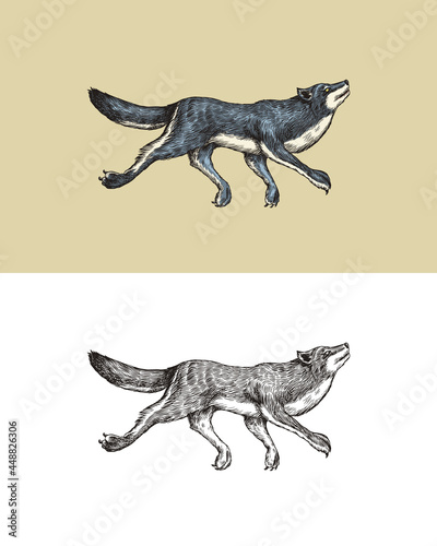  Gray wolf. A predatory beast. Wild forest animal jumping. Vector Engraved hand drawn Vintage old sketch for stamp, t-shirt or typography or badge.