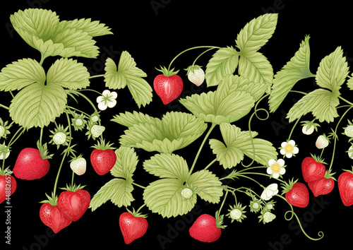 Strawberry. Ripe berries. Seamless pattern, background. Vector illustration. In botanical style On black background..