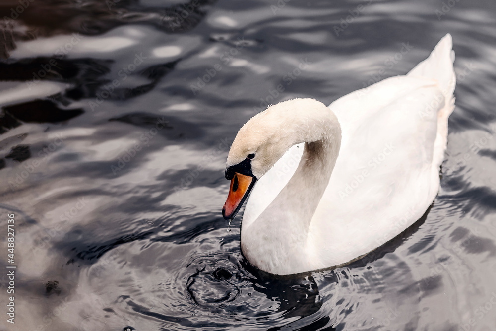 Fototapeta premium White swan on a background of dark water. A swan swims on the lake.