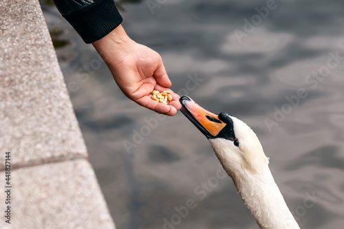 White swan eats from a human hand. Feeding the swan by peanuts. 