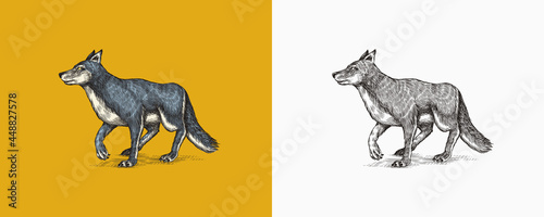  Gray wolf. A predatory beast. Wild forest animal. Vector Engraved hand drawn Vintage old sketch for stamp, t-shirt or typography or badge.