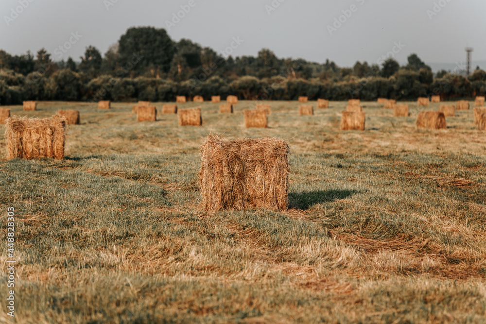 Rolls of hay are lying on the field.