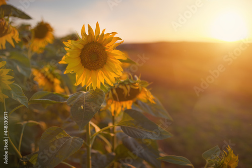 Selectively focused sunflower in a field at sunset. photo