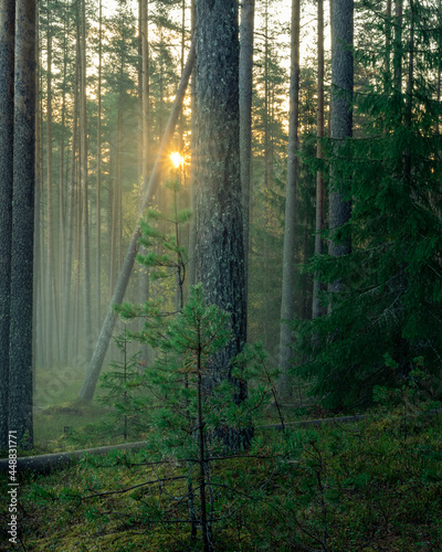 Fototapeta Naklejka Na Ścianę i Meble -  Misty morning in a forest