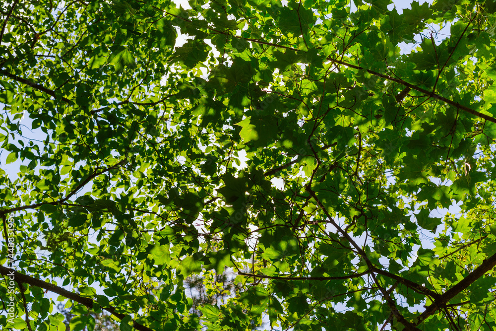 sunlight breaking through the many green maple and birch leaves sunlight breaking through the many green maple and birch leaves
