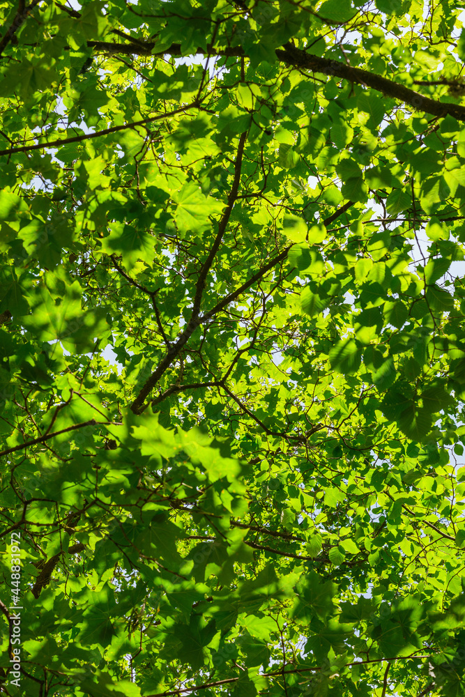 sunlight breaking through the many green maple and birch leaves sunlight breaking through the many green maple and birch leaves