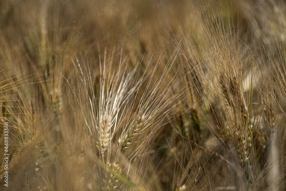Yellowed spikelets of rye in the field on a bright sunny day Yellowed spikelets of rye in the field on a bright sunny day