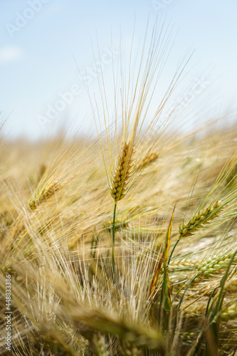 Yellowed spikelets of rye in the field on a bright sunny day