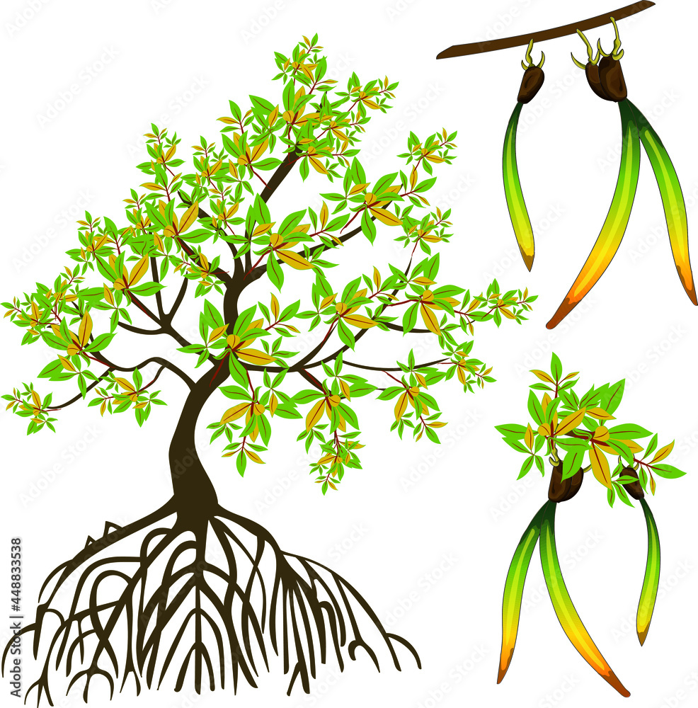 Mangrove Swamp Tree Stock ベクター Adobe Stock