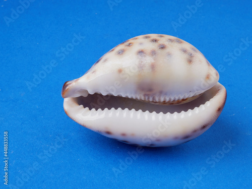OHigh viewing angle, panoramic view of starfish and a lot of shells, on a blue background