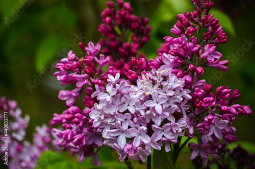 Pink flowers in the garden