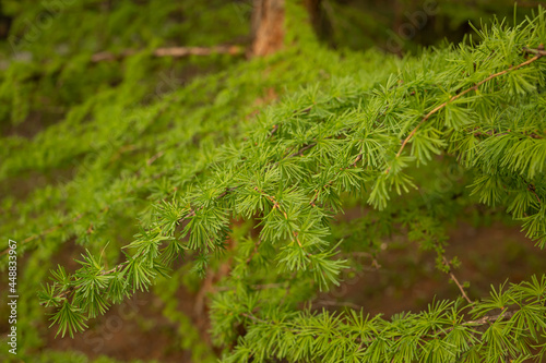 Young fir, coniferous branches, christmas tree