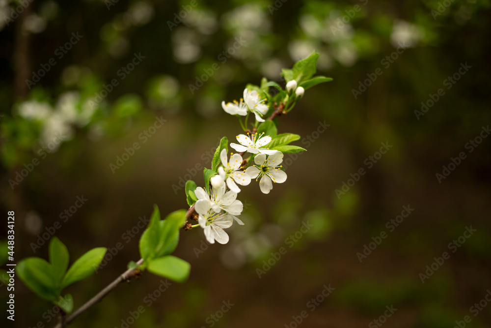 Fototapeta premium branch with blooming cherry, pink flowers on the bush, spring in the park