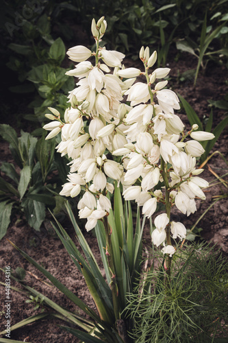 Flowering yucca plant with white flowers and green dagger-shaped leaves