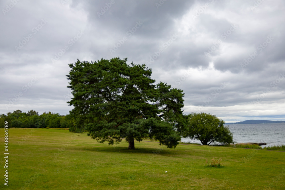 Fototapeta premium ancient oak tree down by the seaside
