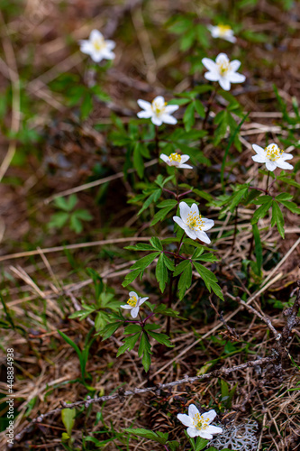 Anemonoides nemorosa flower in forest, close up