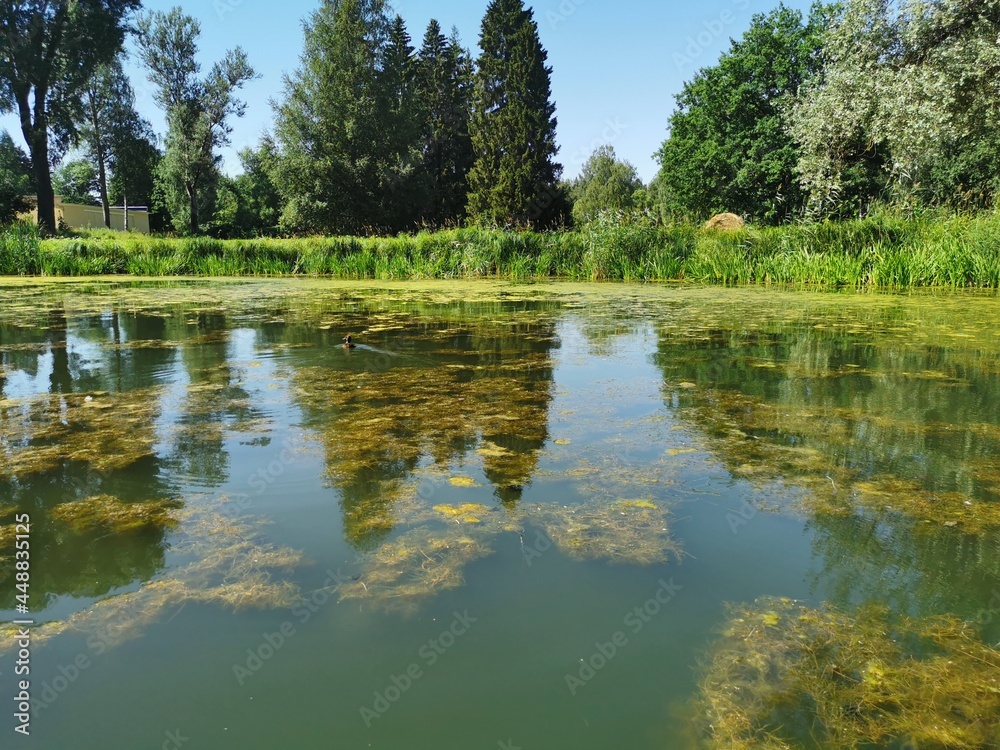 Fototapeta premium landscape of Pavlovsk Park wooded shore canals summer day