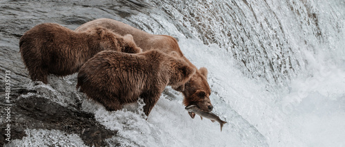 Mother bear catches fish for her cubs photo