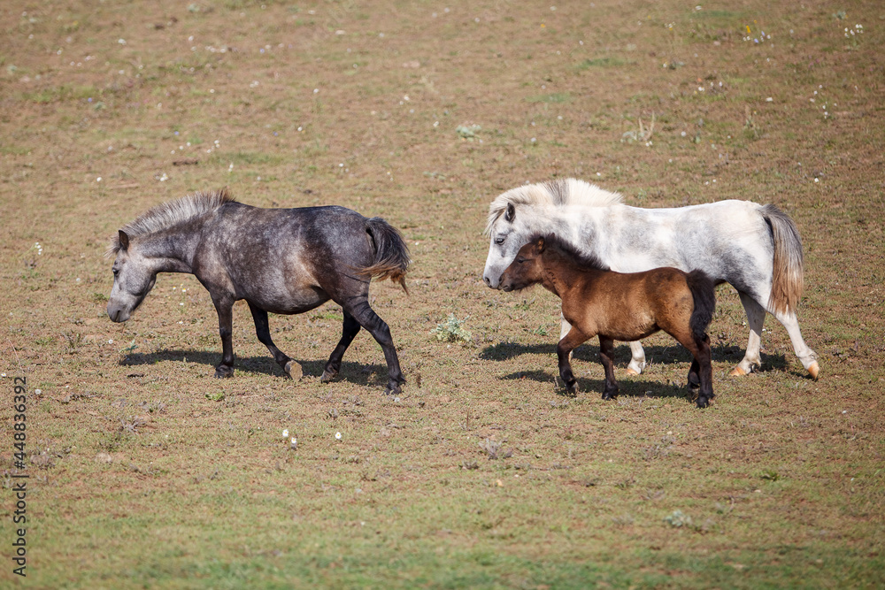 Fototapeta premium Three ponies grazing at a horse farm, stallion, mare and colt.