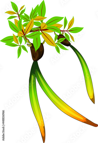 mangrove tree swamp plant