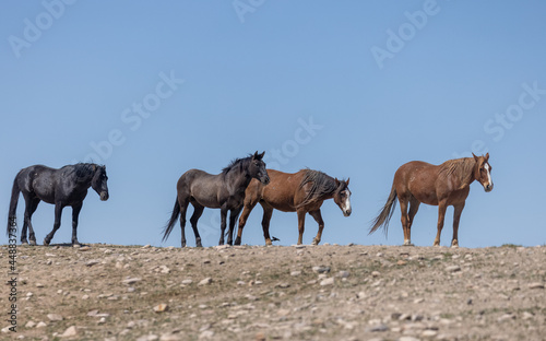 Fototapeta Naklejka Na Ścianę i Meble -  Wild Horses in the Desert in Spring in Utah