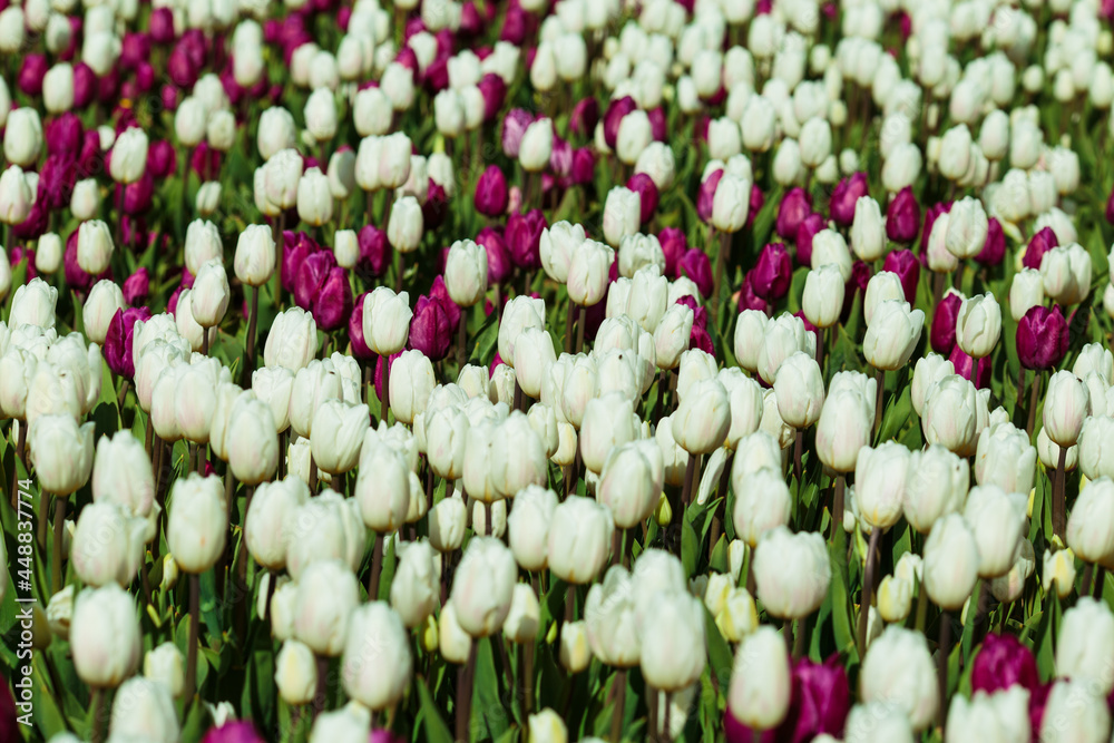 Spring background with white and purple tulips. field of beautiful blooming tulips. spring time. banner, copy space