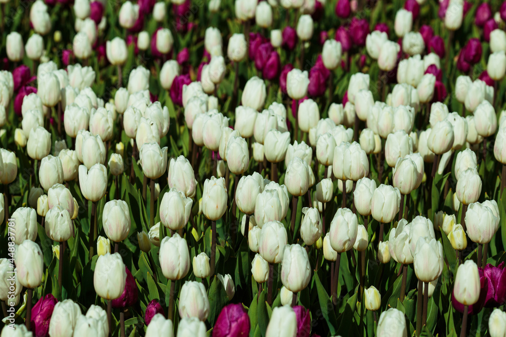 Spring background with white and purple tulips. field of beautiful blooming tulips. spring time. banner, copy space