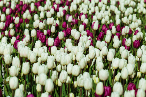 Obraz na płótnie Spring background with white and purple tulips. field of beautiful blooming tulips. spring time. banner, copy space w salonie