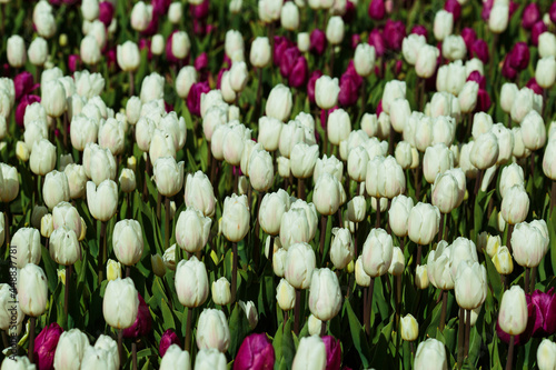 Obraz na płótnie Spring background with white and purple tulips. field of beautiful blooming tulips. spring time. banner, copy space w salonie