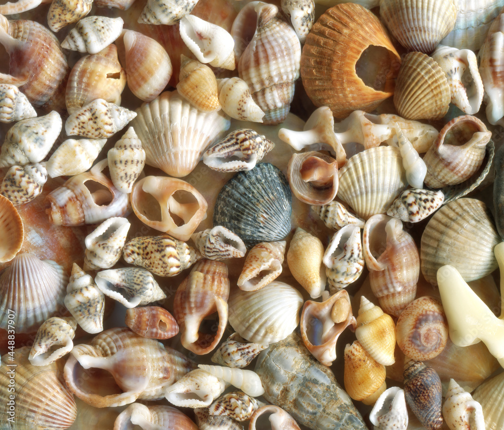 Seashell background, lots of amazing seashells mixed with stones