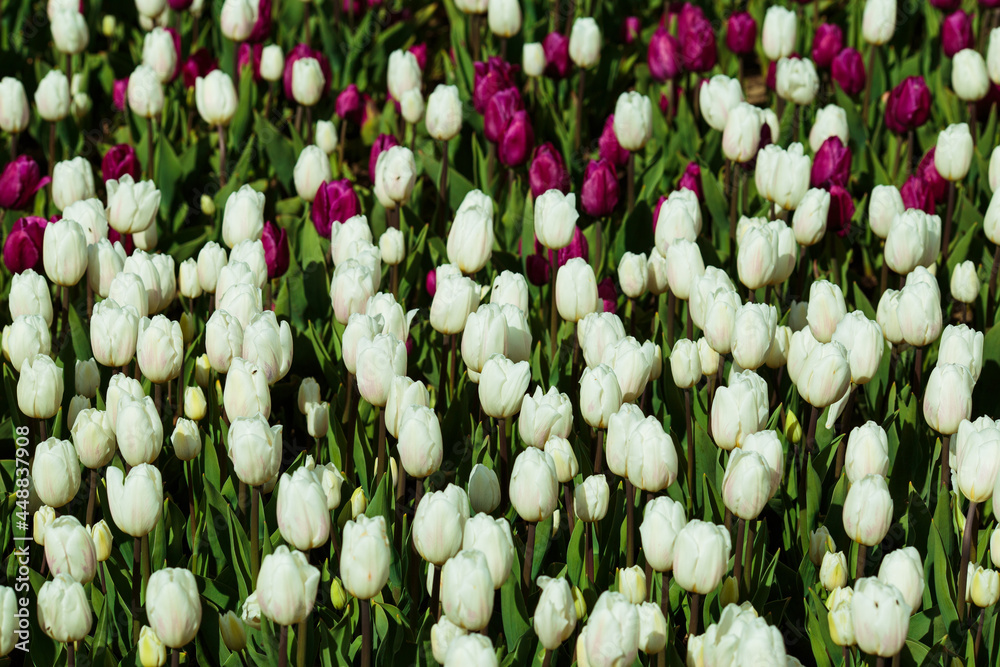 Spring background with white and purple tulips. field of beautiful blooming tulips. spring time. banner, copy space