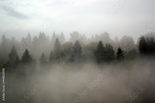 Las we mgle krajobraz © Monika