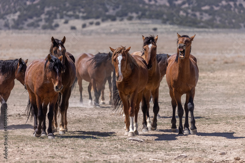 Wild Horses in the Desert in Spring in Utah