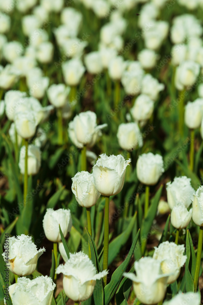 Spring background with white tulips flowers. beautiful blossom tulips field. spring time. banner, copy space