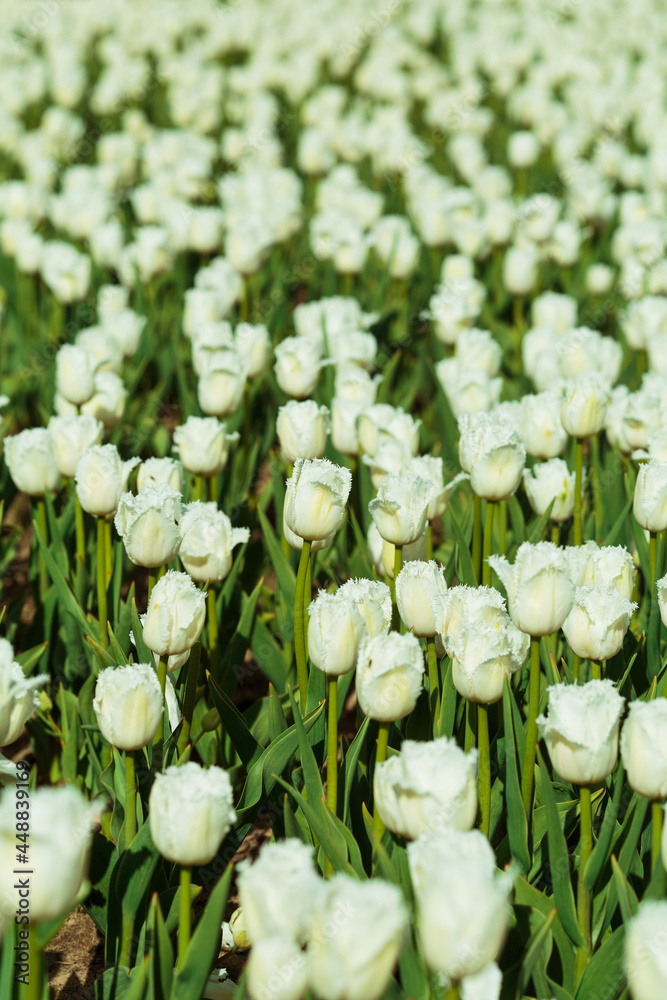 Spring background with white tulips flowers. beautiful blossom tulips field. spring time. banner, copy space