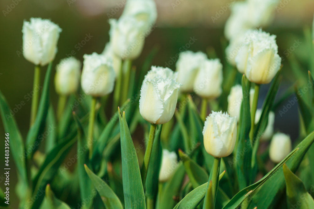 Spring background with white tulips flowers. beautiful blossom tulips field. spring time. banner, copy space
