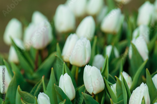 Spring background with white tulips flowers. beautiful blossom tulips field. spring time. banner, copy space