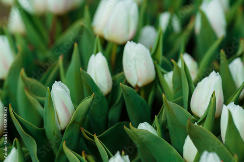 Spring background with white tulips flowers. beautiful blossom tulips field. spring time. banner, copy space