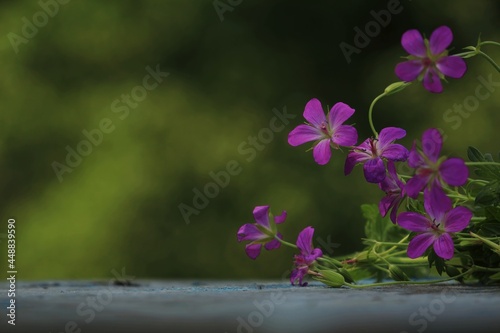 Bouquet of pink flowers on blue wooden old surface on a green background outdoors. Geranium palustre, Marsh Crane's-bill. Pink geranium flowers on a wooden table on a sunny green background outdoors.