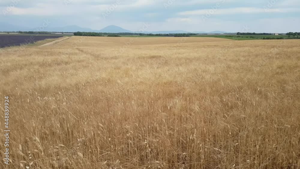 du vent dans les blés jaunes du vent dans les blés jaunes