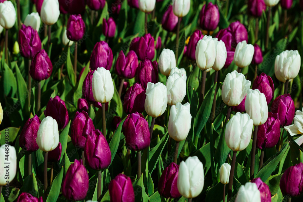Spring background with white and purple tulips. field of beautiful blooming tulips. spring time. banner, copy space