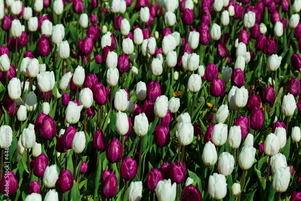 Spring background with white and purple tulips. field of beautiful blooming tulips. spring time. banner, copy space