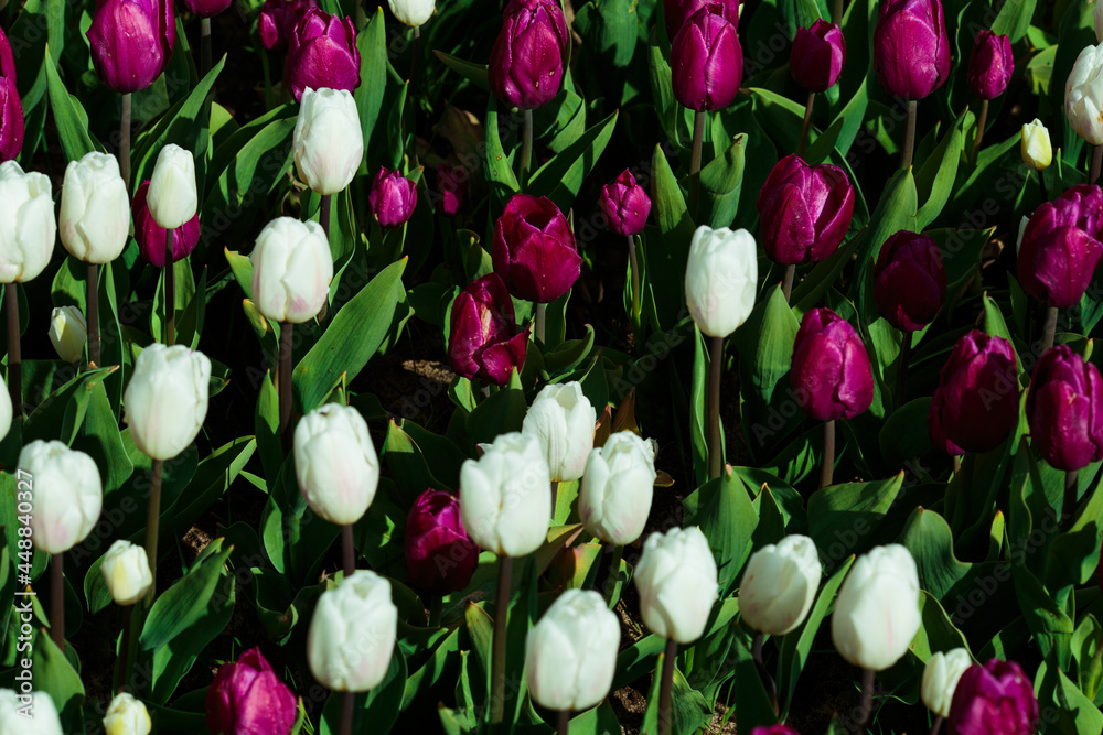 Spring background with white and purple tulips. field of beautiful blooming tulips. spring time. banner, copy space
